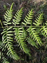 Pteridium
