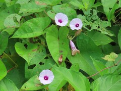 Ipomoea tiliacea