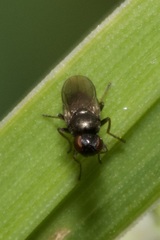 Oscinellinae