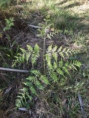 Pteridium