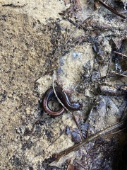 Plethodon ventralis