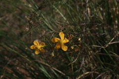 Hypericum connatum