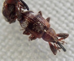 Anthonomus bituberculatus
