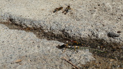 Sceliphron caementarium