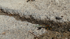 Sceliphron caementarium