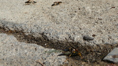 Sceliphron caementarium