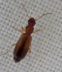 Paradromius linearis