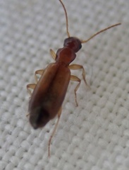 Paradromius linearis