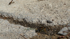 Sceliphron caementarium
