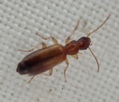 Paradromius linearis