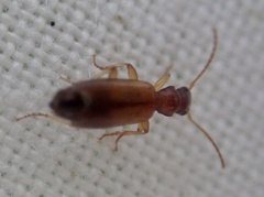 Paradromius linearis