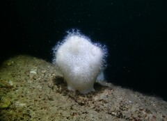 Alcyonium digitatum