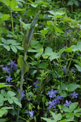 Vinca minor