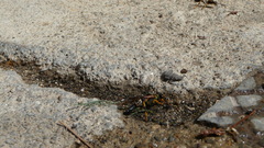 Sceliphron caementarium