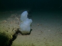 Phallusia mammillata