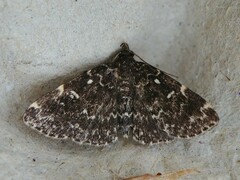 Idia scobialis