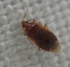 Cardiastethus fasciiventris