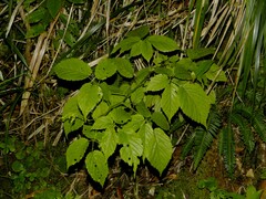 Rubus serrae