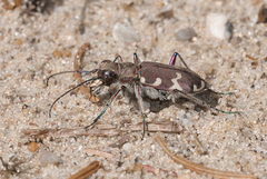 Cicindela hybrida