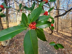 Ilex koehneana