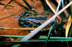 Kassina senegalensis