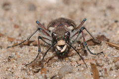 Cicindela hybrida