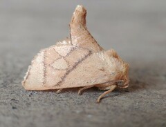Apoda y-inversa