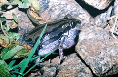 Kassina senegalensis