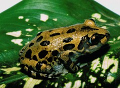 Kassina senegalensis