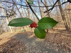 Ilex koehneana