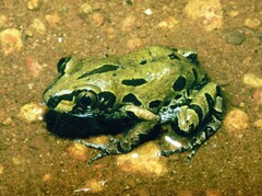 Kassina senegalensis