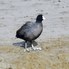 Fulica americana