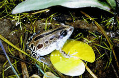 Kassina senegalensis