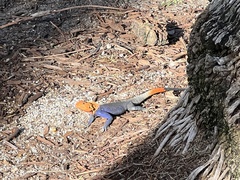 Agama picticauda