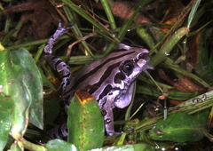 Kassina senegalensis