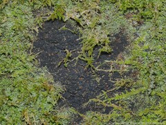 Rockefellera crossophylla