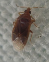 Cardiastethus fasciiventris