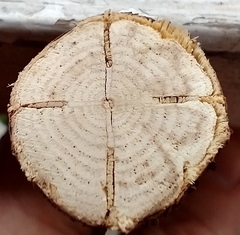 Bignonia capreolata