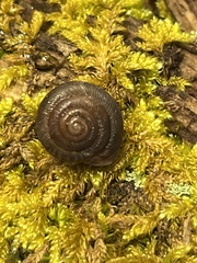 Triodopsis tridentata