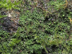 Flakea papillata