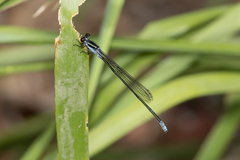 Pseudagrion ignifer