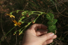 Hypericum connatum