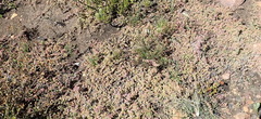 Aizoon portulacaceum