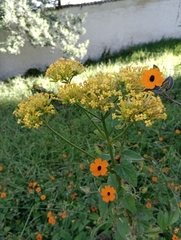 Kalanchoe densiflora