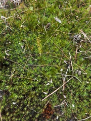 Polytrichastrum ohioense