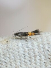 Cosmopterix dapifera