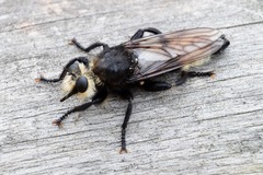 Laphria gibbosa