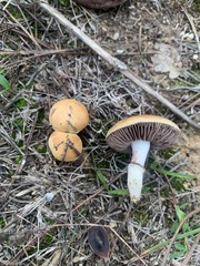 Stropharia coronilla