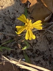 Helenium amarum