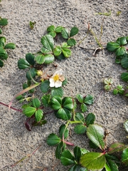 Fragaria chiloensis
